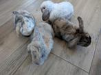Schattige hangoor konijntjes️ Voorjaar!, Dieren en Toebehoren, Konijnen, Meerdere dieren, Klein, Hangoor, 0 tot 2 jaar