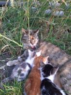 Boerderij kittens, Meerdere dieren, Kortharig, 0 tot 2 jaar