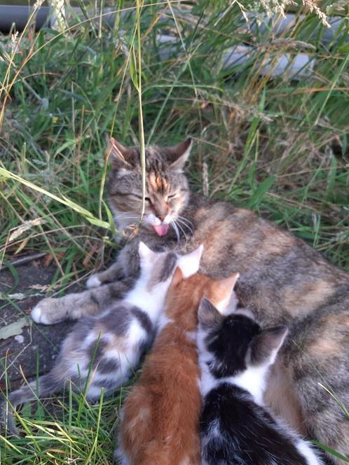 Boerderij kittens, Dieren en Toebehoren, Katten en Kittens | Overige Katten, Kortharig, Meerdere dieren, 0 tot 2 jaar