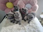 British shorthair kittens, Poes, Ontwormd, 0 tot 2 jaar