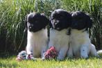 mooie raszuivere stabij pups, Overige rassen, 8 tot 15 weken, CDV (hondenziekte), Meerdere
