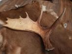 Eland gewei stang. Imposant! uniek landelijk gewei Zweden, Ophalen of Verzenden, Gebruikt, Hert, Gewei of Kop