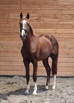 Supergave 3 jarige dressuurtopper in de dop!, Dieren en Toebehoren, Met stamboom, Dressuurpaard, Hengst, Onbeleerd