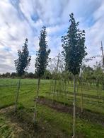 mooi pyrus calleryana chanticleer, Ophalen, Lente, Overige soorten