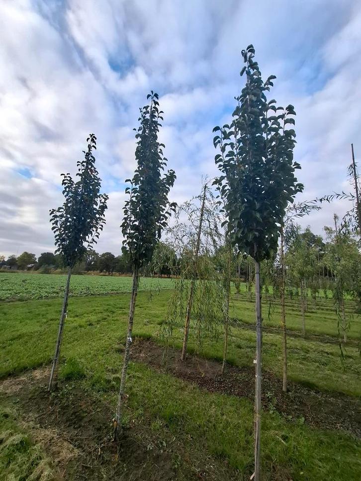 mooi pyrus calleryana chanticleer, Tuin en Terras, Planten | Bomen, Overige soorten, Lente, Ophalen