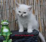 Ragdoll kittens met Prachtige buitenlandse stamboom, Dieren en Toebehoren, Meerdere dieren, Gechipt