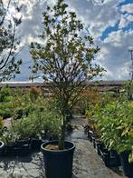 Quercus ilex - Steeneik in pot nu €75,- laagstam 200cm hoog, Tuin en Terras, Planten | Bomen, Bloeit niet, 100 tot 250 cm, Volle zon