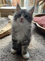 Maine coon poesje met stamboom, Poes, Met stamboom