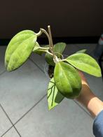 Hoya Icensis / Patcharawalai, Overige soorten, In pot, Minder dan 100 cm, Bloeiende kamerplant