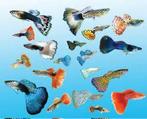 gup, guppy, guppen, guppy’s, vis, vissen, tropisch ., Dieren en Toebehoren, Vissen | Aquariumvissen, Vis, Zoetwatervis, Schoolvis