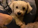 Gezocht lieve herplaatser Maltipoo geen pup, Dieren en Toebehoren, Particulier, Teef, 1 tot 2 jaar, Nederland