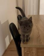 Britse korthaar Kitten, INCL. Alle spullen! Zie omschrijving, Kater, Gechipt, 0 tot 2 jaar