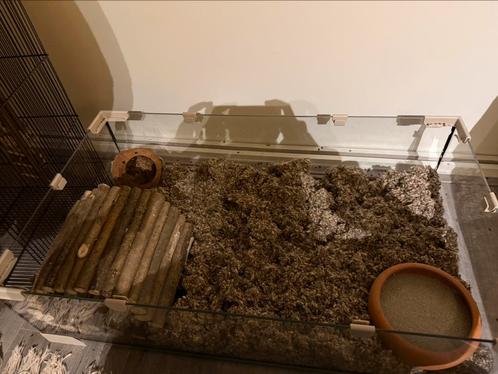 Mongoolse gerbils + kooi, Dieren en Toebehoren, Knaagdieren, Mannelijk, Rat, Tam