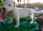 Dogo Argentino Pups, Dieren en Toebehoren, Rabiës (hondsdolheid), Overige rassen, 8 tot 15 weken, Meerdere