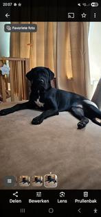 Te koop aangeboden cane corso, Rabiës (hondsdolheid), 15 weken tot 1 jaar, Overige rassen, Teef