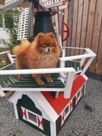 Pomeranian/ dwergkees choco dekreu, Dieren en Toebehoren, CDV (hondenziekte), Particulier, 3 tot 5 jaar, Buitenland