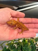 Super dalmatier wimpergekko, Hagedis, 0 tot 2 jaar