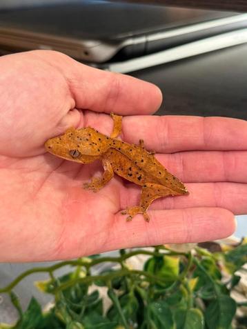 Super dalmatier wimpergekko beschikbaar voor biedingen