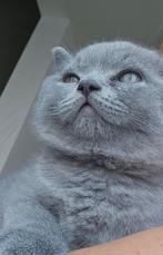 Britse korthaar kittens - Stamboom, Dieren en Toebehoren, Katten en Kittens | Raskatten | Korthaar, Meerdere dieren, Gechipt, 0 tot 2 jaar