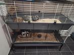 Minilop konijnen, Dieren en Toebehoren, Konijnen, Meerdere dieren, Middelgroot, 0 tot 2 jaar