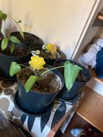 Monstera Deliciosa 'Lime Mint, Ophalen, Vaste plant, Bloeit niet, Halfschaduw