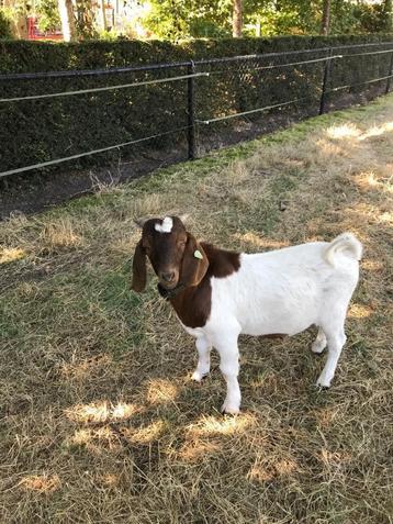 Geschikt voor stamboek boerbok bok  beschikbaar voor biedingen