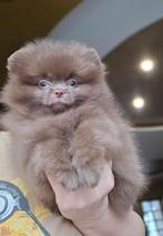 Pomeriaan, Particulier, Keeshond, Reu, 8 tot 15 weken