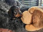 Dwerg/Kaninchen ruwhaar teckelpups met FCI stamboom, Dieren en Toebehoren, Honden | Teckels en Dashonden, Nederland, CDV (hondenziekte)