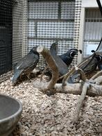 Californische kuifkwartel, Dieren en Toebehoren, Meerdere dieren, Tropenvogel, Geringd