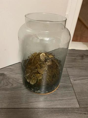 Terrarium / Glazen Pot - 29x20 cm beschikbaar voor biedingen