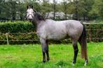 7 jarige springpaard te koop, Springpaard, Gechipt, Ruin, 170 tot 175 cm