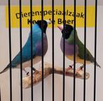 Koppels gould amadines blauw, Dieren en Toebehoren, Vogels | Overige Vogels, Meerdere dieren, Geringd
