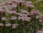 Sedum Matrona, Vaste plant, Halfschaduw, Zomer, Ophalen