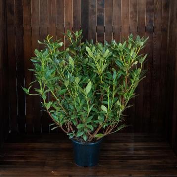Rhododendron 'Cunningham´s White' 🌿 beschikbaar voor biedingen