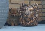 Super mooie bearface pomeriaan reu, Dieren en Toebehoren, Particulier, Keeshond, Reu, 8 tot 15 weken