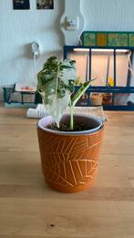 Alocasia Frydek Variegata, Ophalen of Verzenden, Overige soorten, Minder dan 100 cm