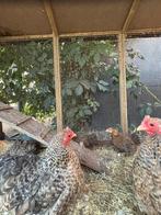 Cochin kipen en kuikens, Dieren en Toebehoren, Pluimvee, Meerdere dieren, Kip