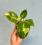 Philodendron Burl Marx Variegated, Huis en Inrichting, Kamerplanten, Overige soorten, In pot, Minder dan 100 cm, Groene kamerplant