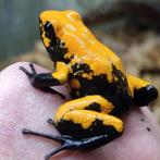 Phyllobates terribilis, 'Blackfoot', 'Golddust', 'Mint' etc., Amfibie, 0 tot 2 jaar