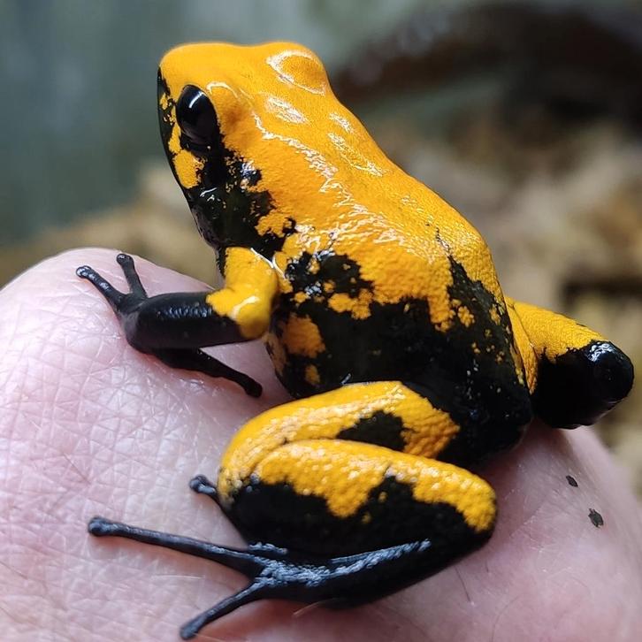 Phyllobates terribilis, 'Blackfoot', 'Golddust', 'Mint' etc.
