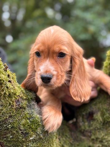 Knappe gezonde Cocker Spaniel reutjes. beschikbaar voor biedingen
