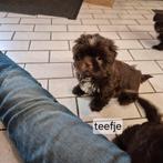 mooie lieve raszuivere shih tzu pups, Dieren en Toebehoren, Honden | Chihuahua's en Gezelschapshonden, Overige rassen, 8 tot 15 weken