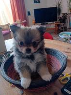 🩷🩵Schattige Pomchi pups moeder chihuahua  vader pomeriaan, Dieren en Toebehoren, Honden | Chihuahua's en Gezelschapshonden, Rabiës (hondsdolheid)