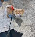 Fluffy fur Puppy chow mix met alle toebehoren, erg sociaal, Particulier, Rabiës (hondsdolheid), 15 weken tot 1 jaar, Buitenland