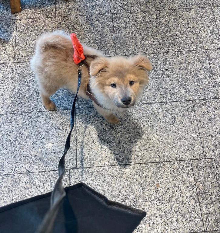 Fluffy fur Puppy chow mix met alle toebehoren, erg sociaal, Dieren en Toebehoren, Honden | Chihuahua's en Gezelschapshonden, Reu