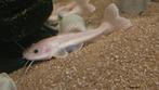 Platinum Redtail meerval te koop, Vis