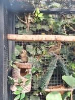 Damalijster poppen, Dieren en Toebehoren, Vrouwelijk, Wildzangvogel, Geringd