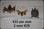 Opgezette schildpadjes taxidermie opgezette dieren in epoxy, Ophalen of Verzenden, Nieuw, Vogel, Opgezet dier