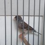 Kanarie, Dieren en Toebehoren, Vogels | Kanaries, Mannelijk, Kleurkanarie