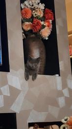 VRIENDIN GEZOCHT! lees beschrijving, Dieren en Toebehoren, Katten en Kittens | Raskatten | Korthaar, Poes, Ontwormd, 0 tot 2 jaar